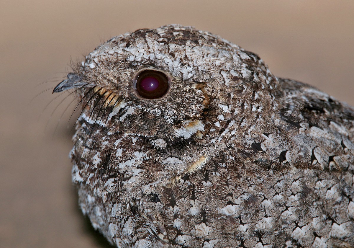 Common Poorwill - Pitta Tours