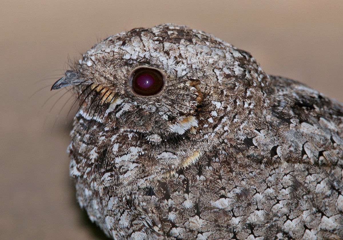 Common Poorwill - ML167316051