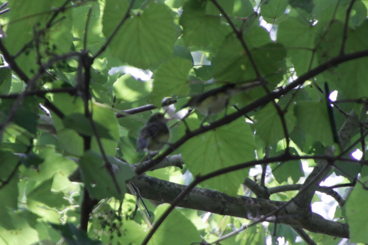 White-eyed Vireo - ML167316211