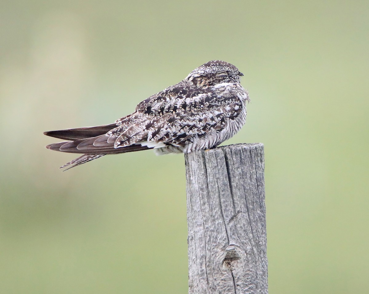 Common Nighthawk - ML167317521