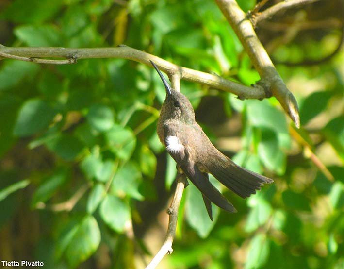 Colibrí Apagado - ML167317661