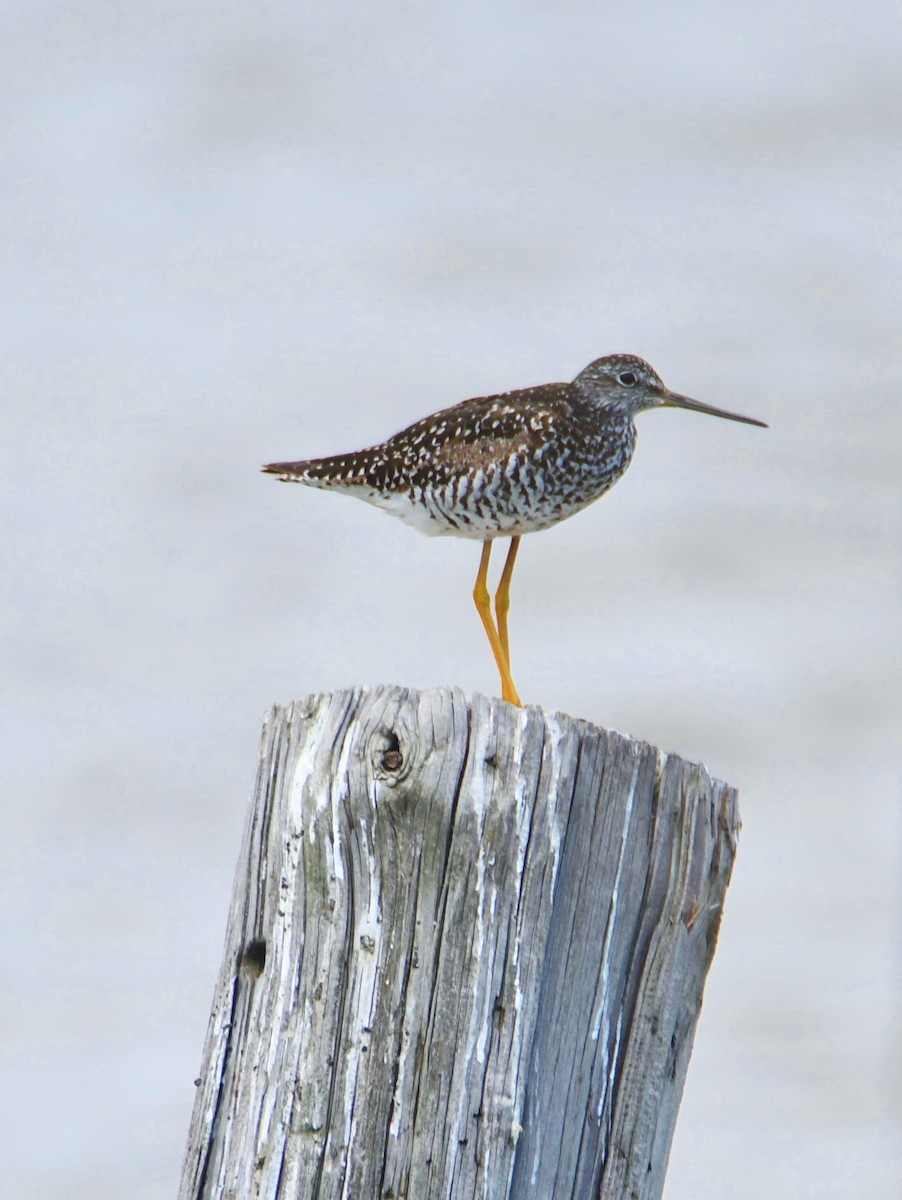 Greater Yellowlegs - ML167318621