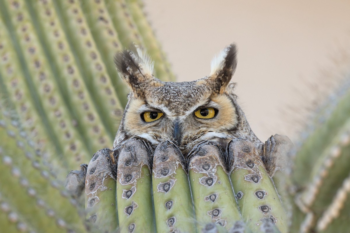 Great Horned Owl - Laura Stafford