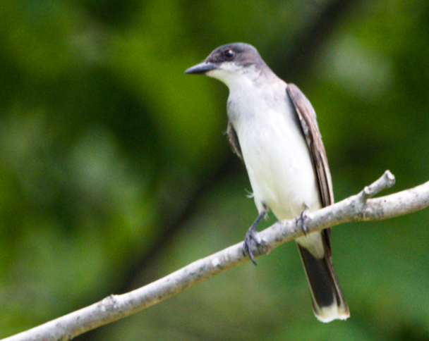 Eastern Kingbird - ML167320521