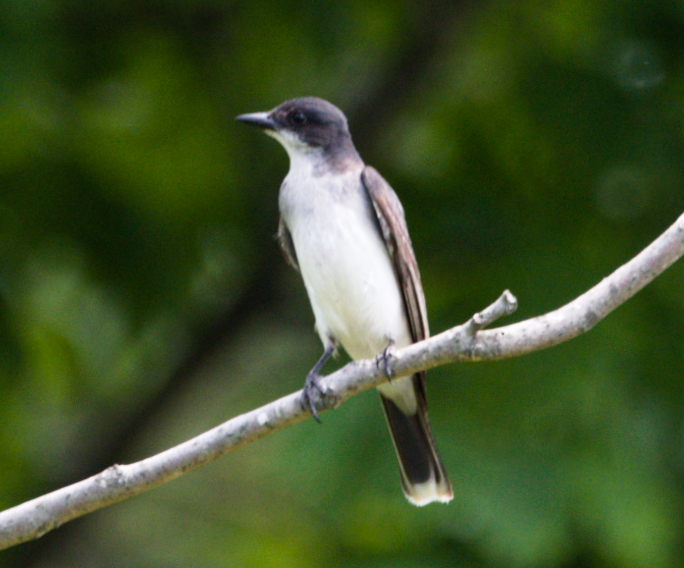 Eastern Kingbird - ML167320531