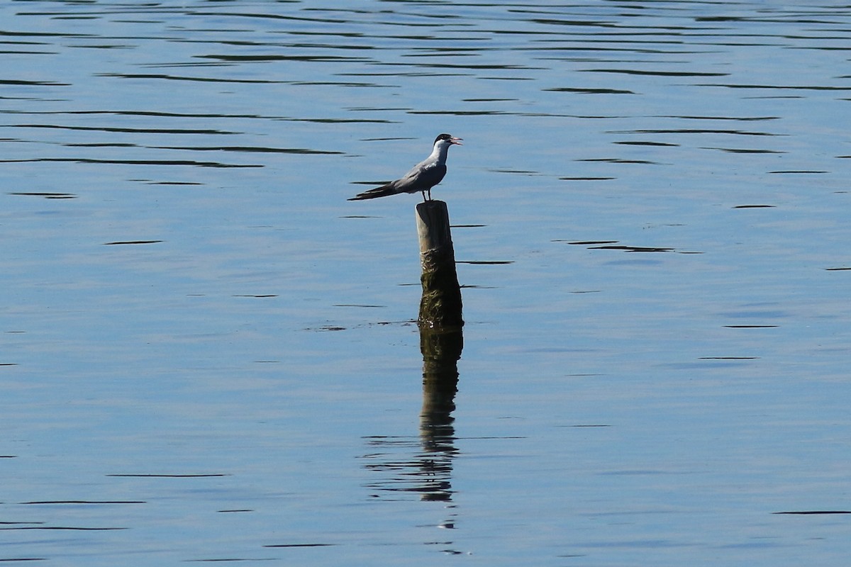 Common Tern - ML167320901