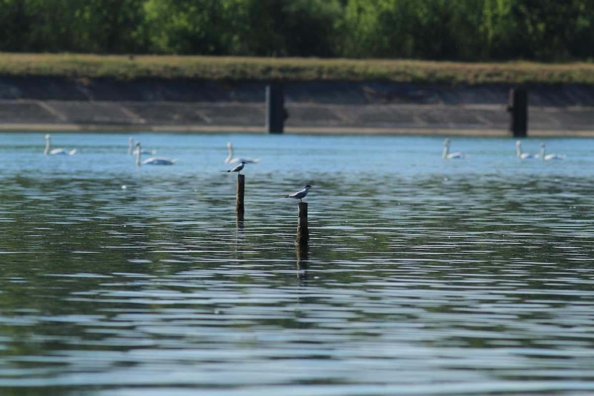 Common Tern - ML167321701