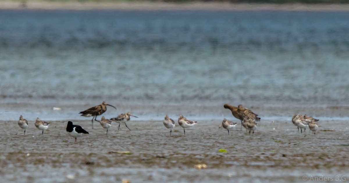 Eurasian Curlew - ML167321811