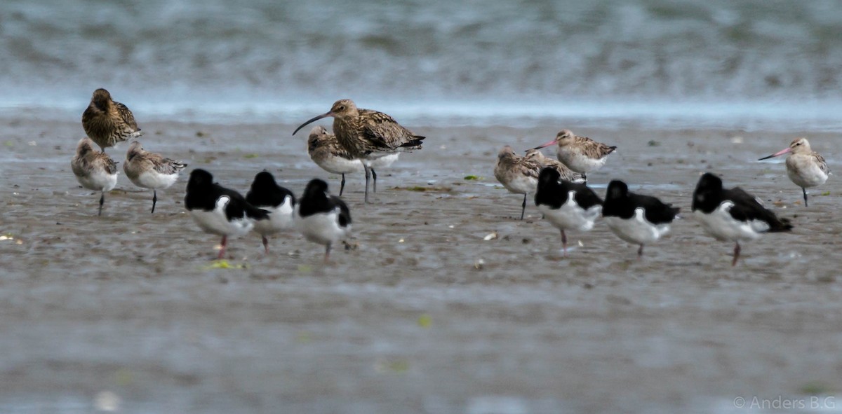 Eurasian Curlew - ML167321821