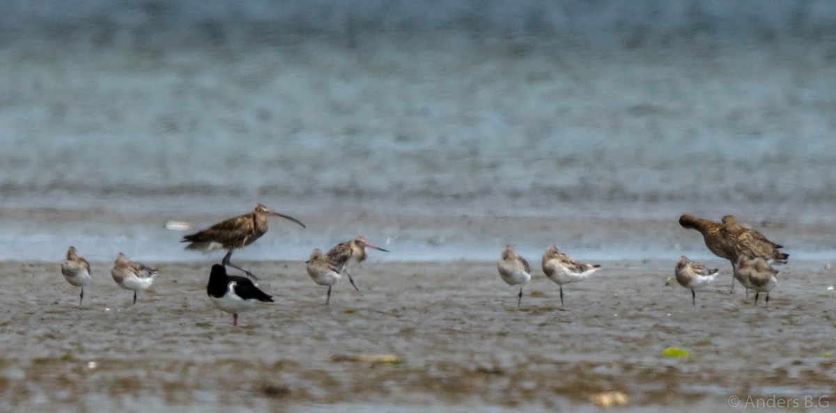 Eurasian Curlew - ML167321831