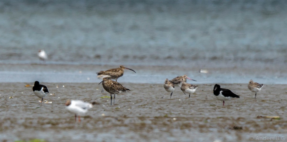 Eurasian Curlew - ML167321841