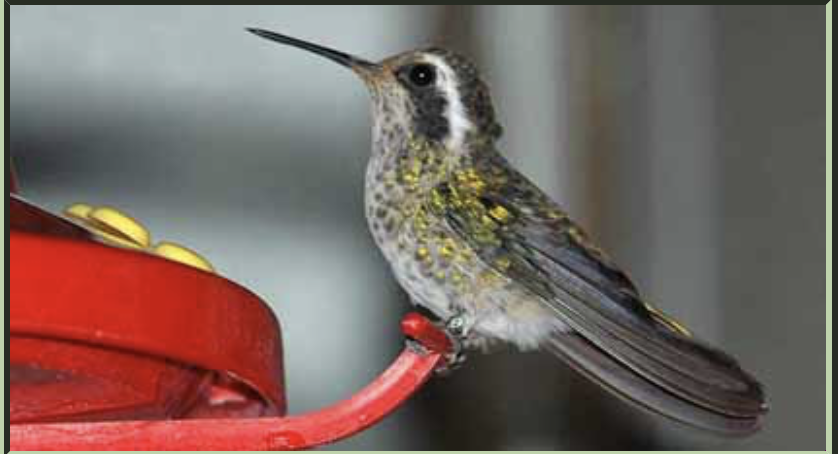 White-eared Hummingbird - ML167322081