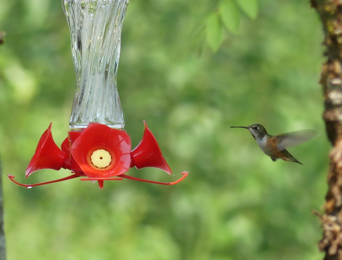 Rufous Hummingbird - Stephen Mitten