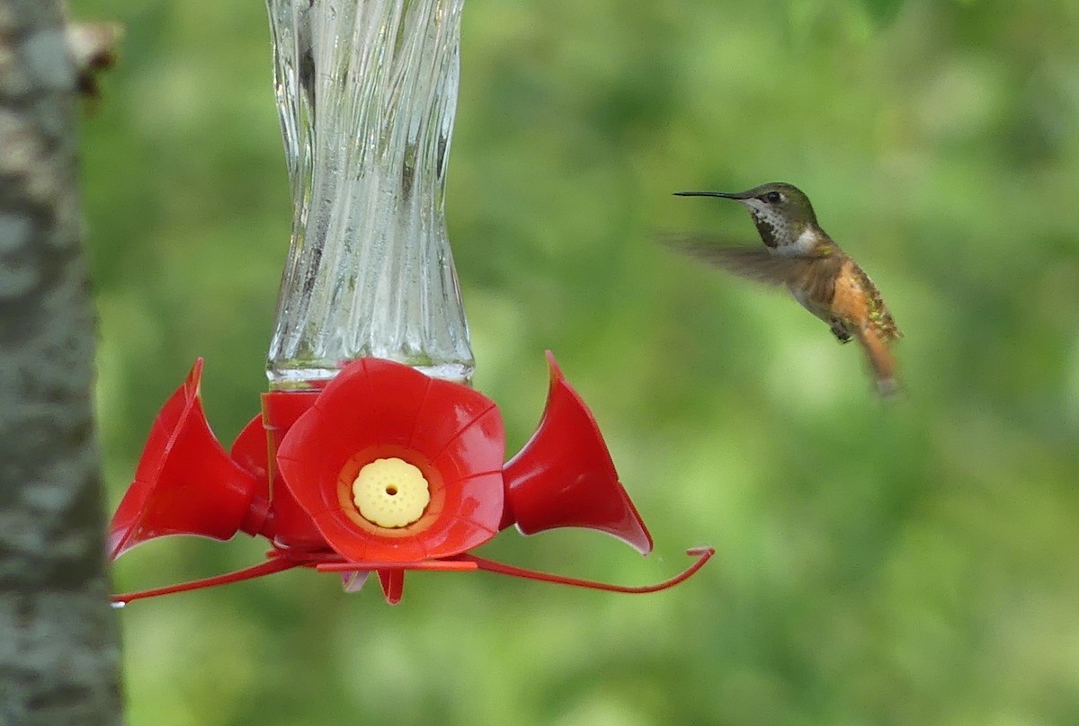 Rufous Hummingbird - Stephen Mitten