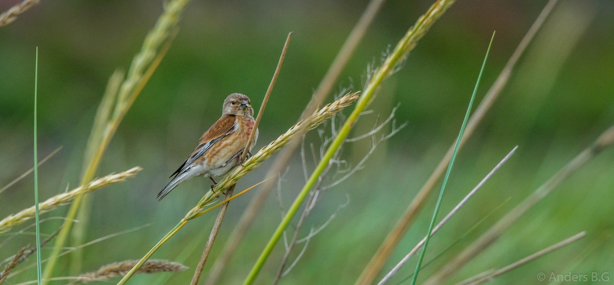 Eurasian Linnet - ML167323961