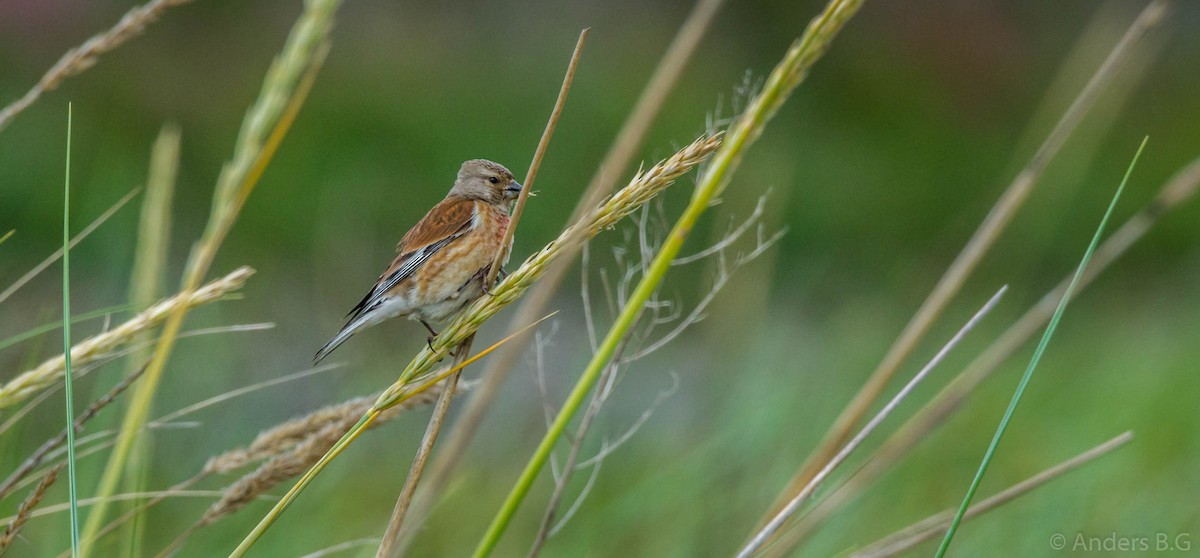 Eurasian Linnet - ML167323971