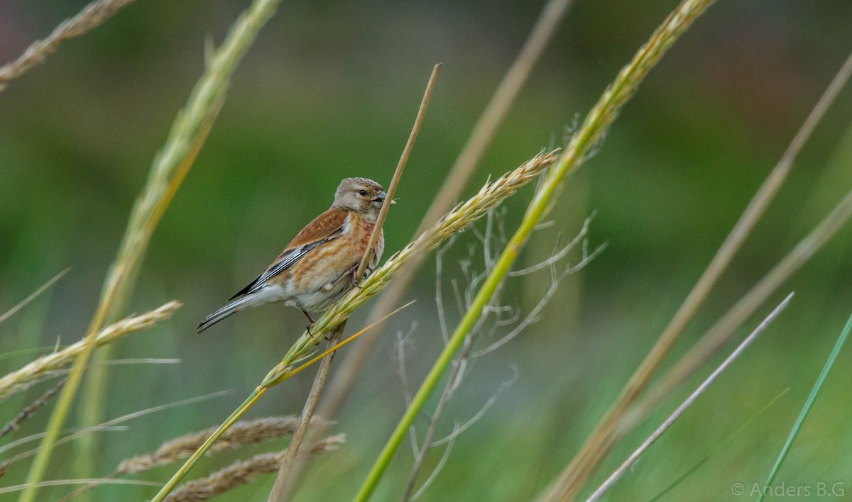 Eurasian Linnet - ML167323981