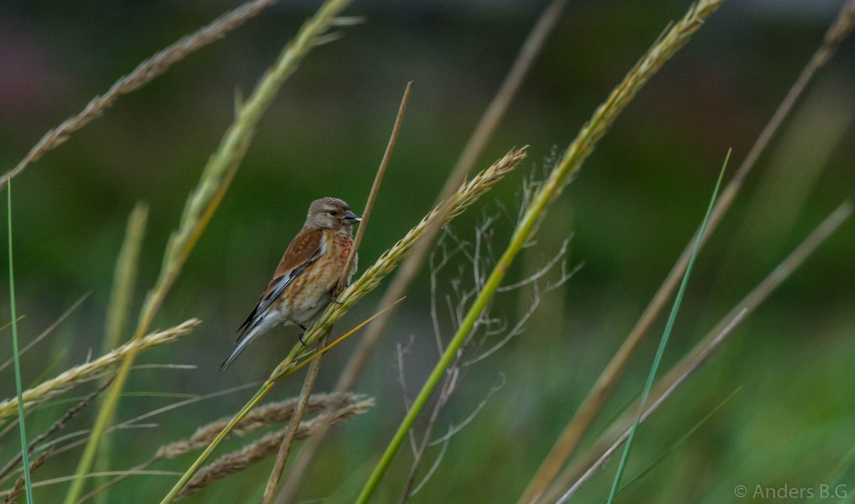Eurasian Linnet - ML167323991