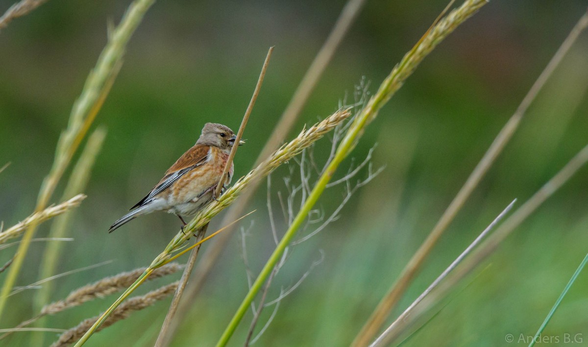 Eurasian Linnet - ML167324001