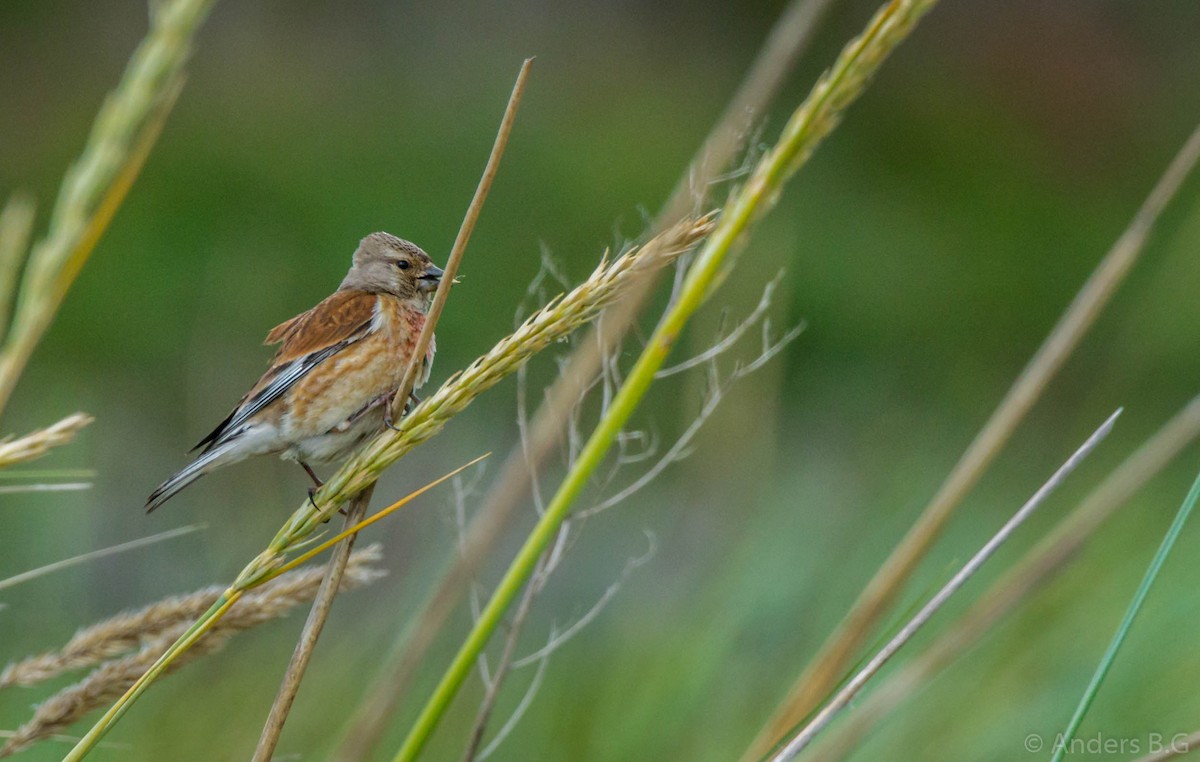 Eurasian Linnet - ML167324011