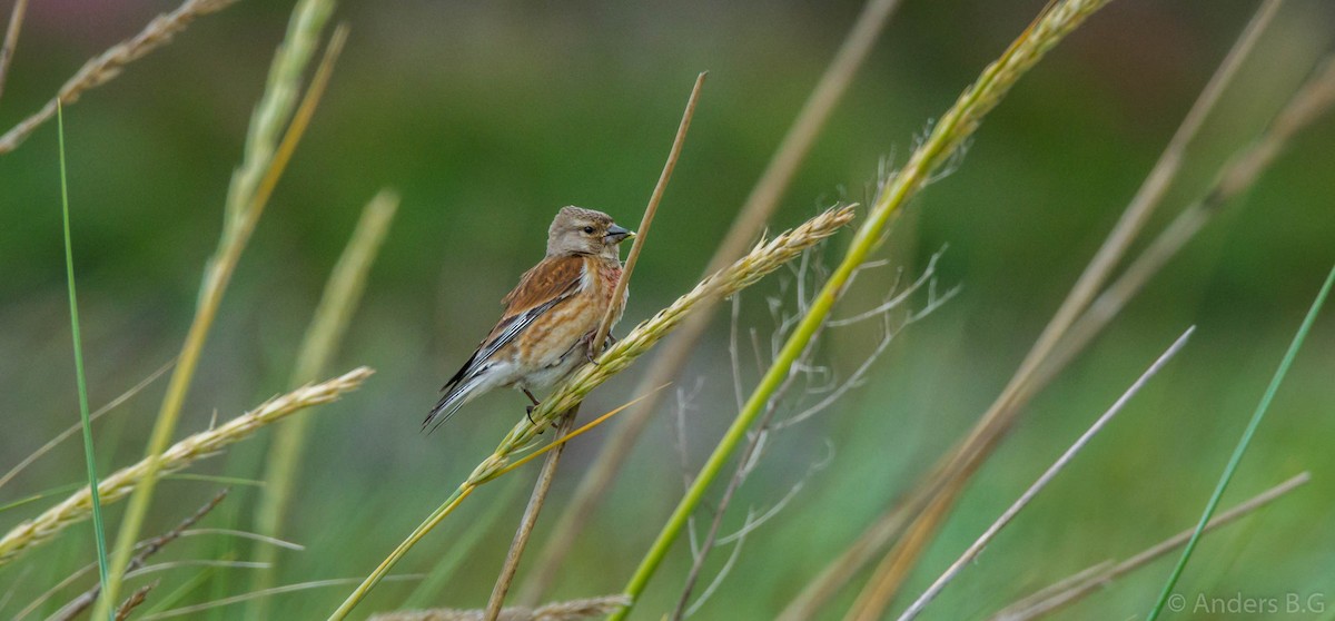 Eurasian Linnet - Anderson Becerra Grajales