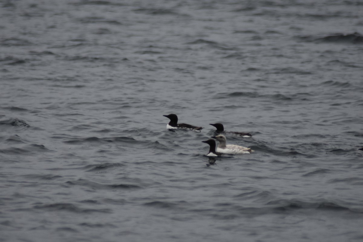 Common Murre - Russ Petersen