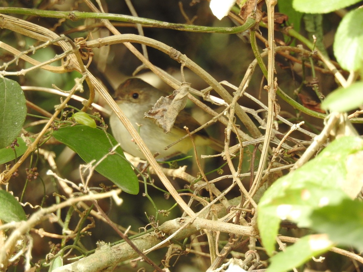 Fulvous-crowned Scrub-Tyrant - ML167326021