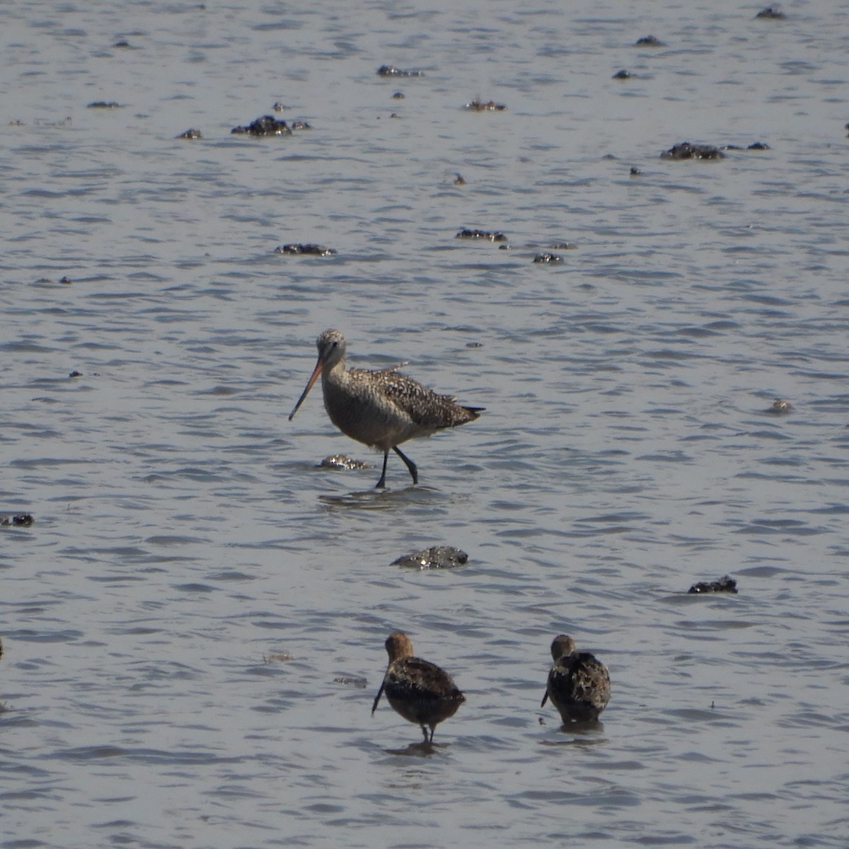 Marbled Godwit - ML167326621