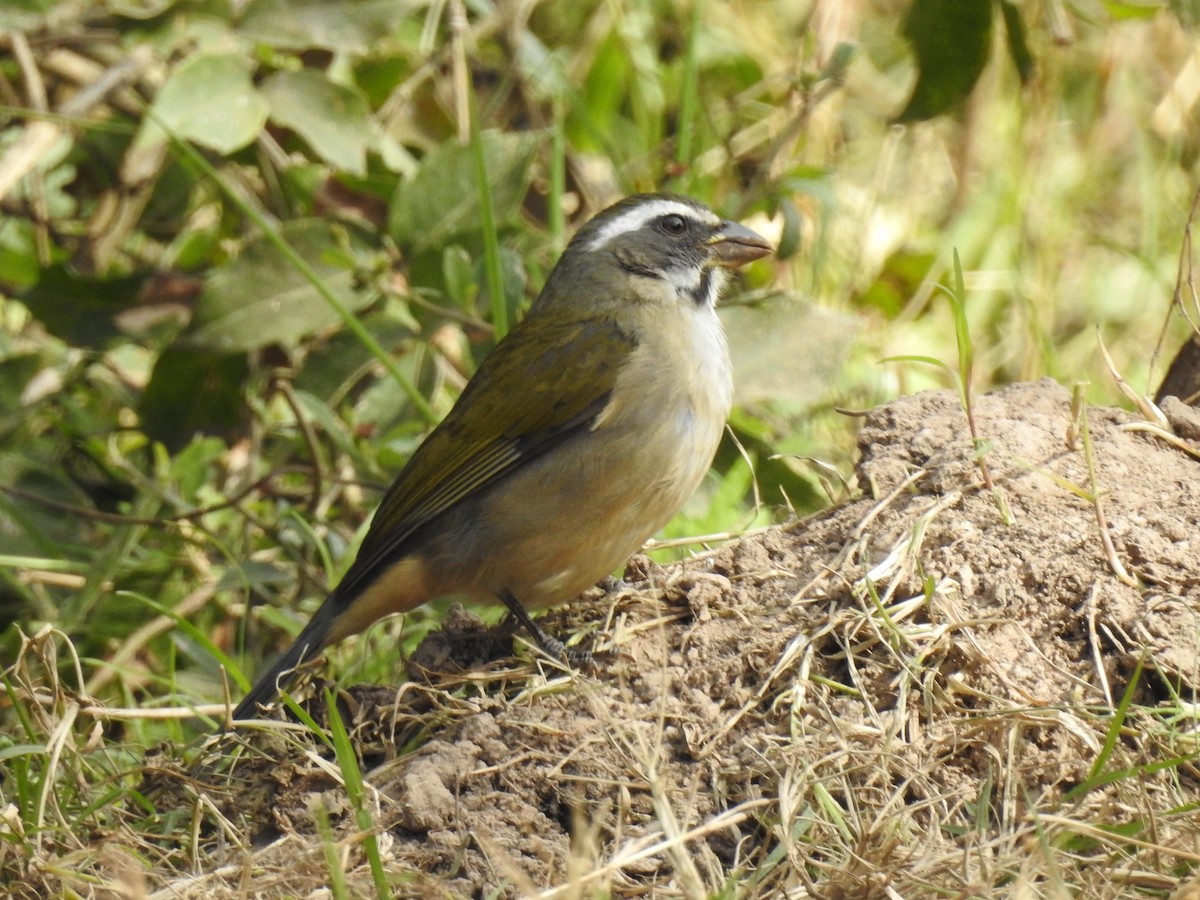 Green-winged Saltator - ML167326741