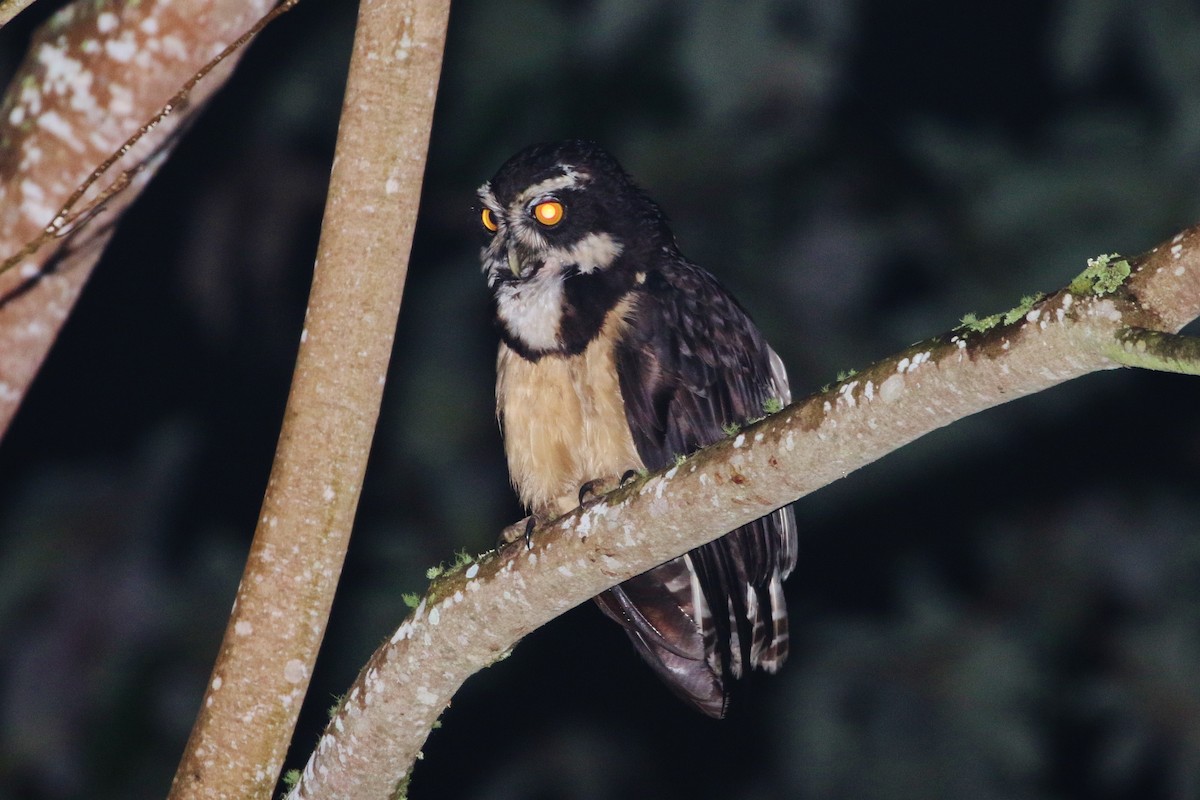 Spectacled Owl - ML167328421