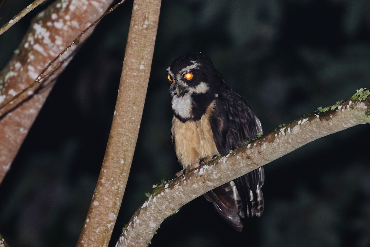 Spectacled Owl - ML167328661