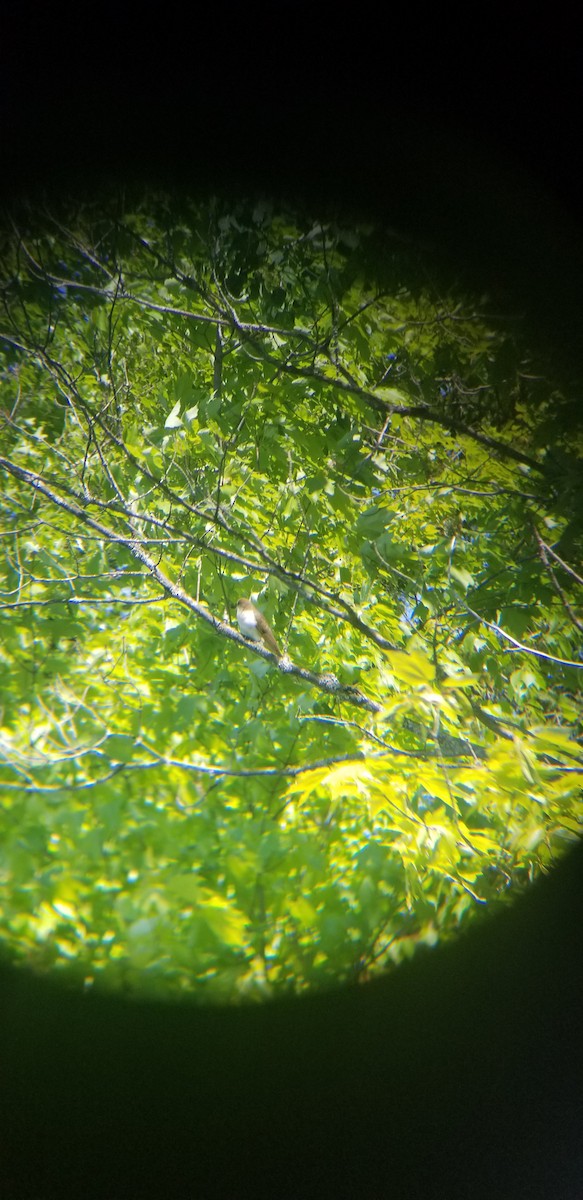 Black-billed Cuckoo - ML167328791