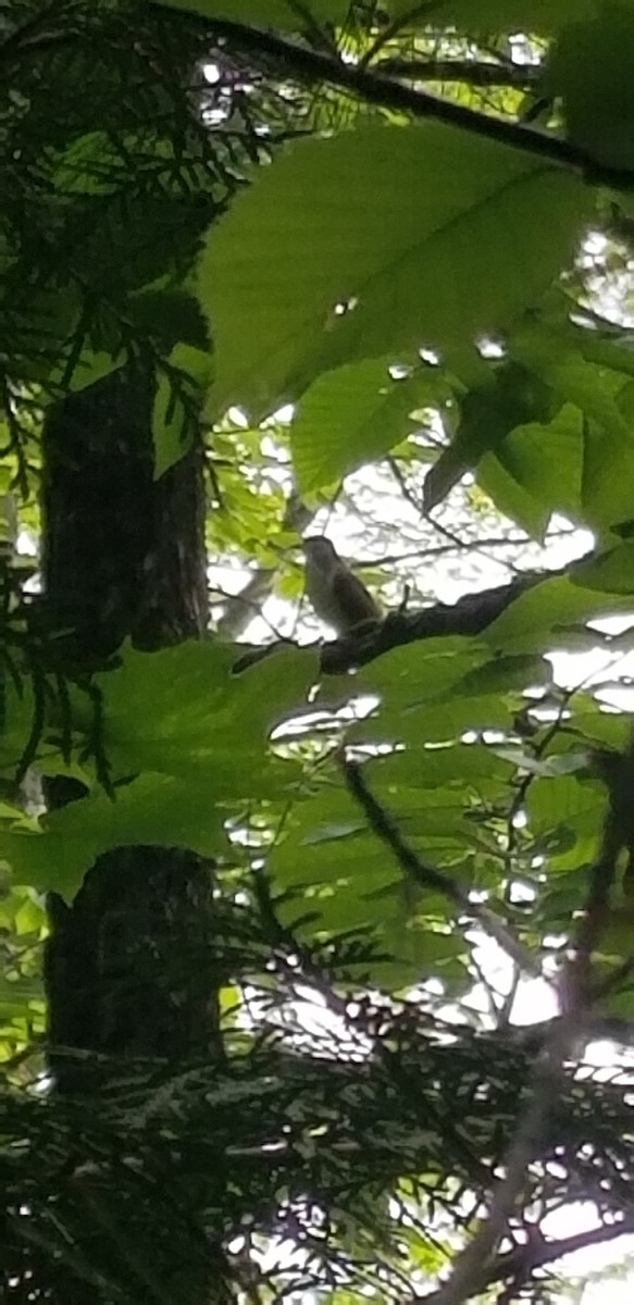 Black-billed Cuckoo - ML167329131