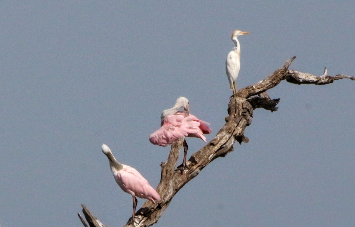 Roseate Spoonbill - ML167330011