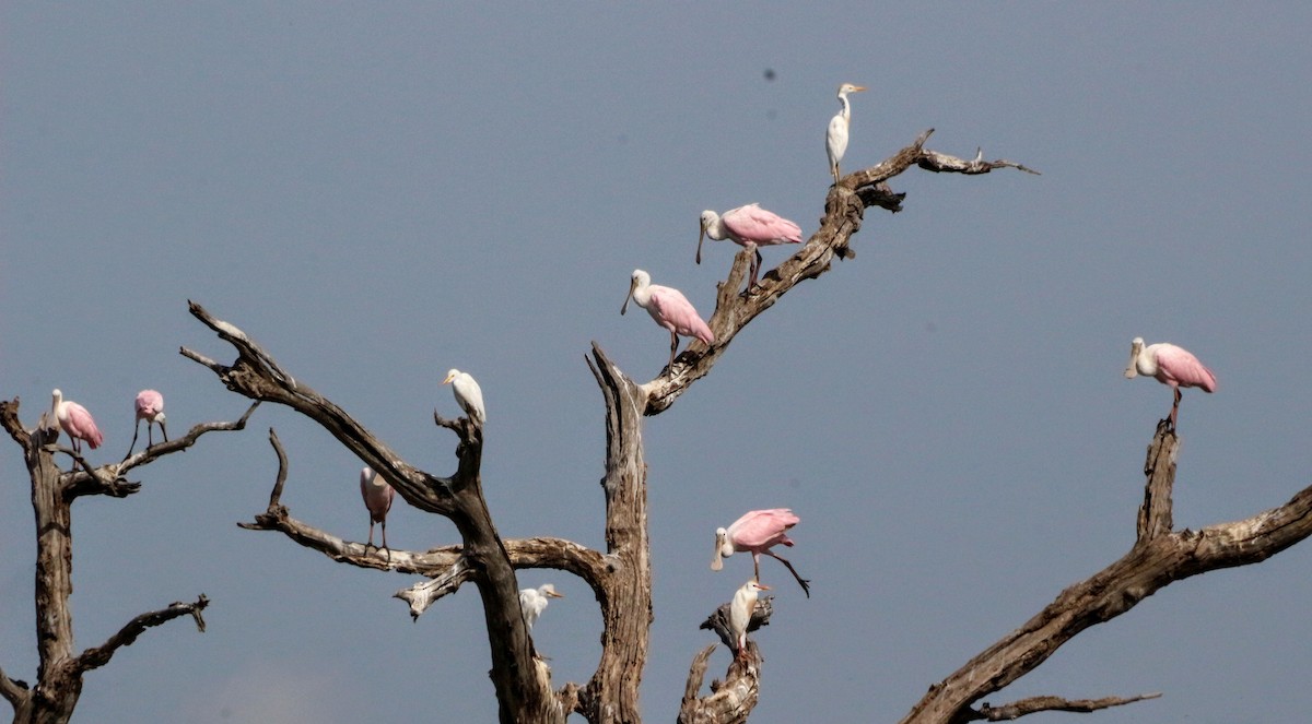 Roseate Spoonbill - ML167330061