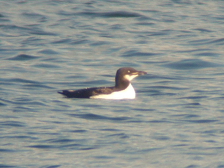 Thick-billed Murre - ML167330221