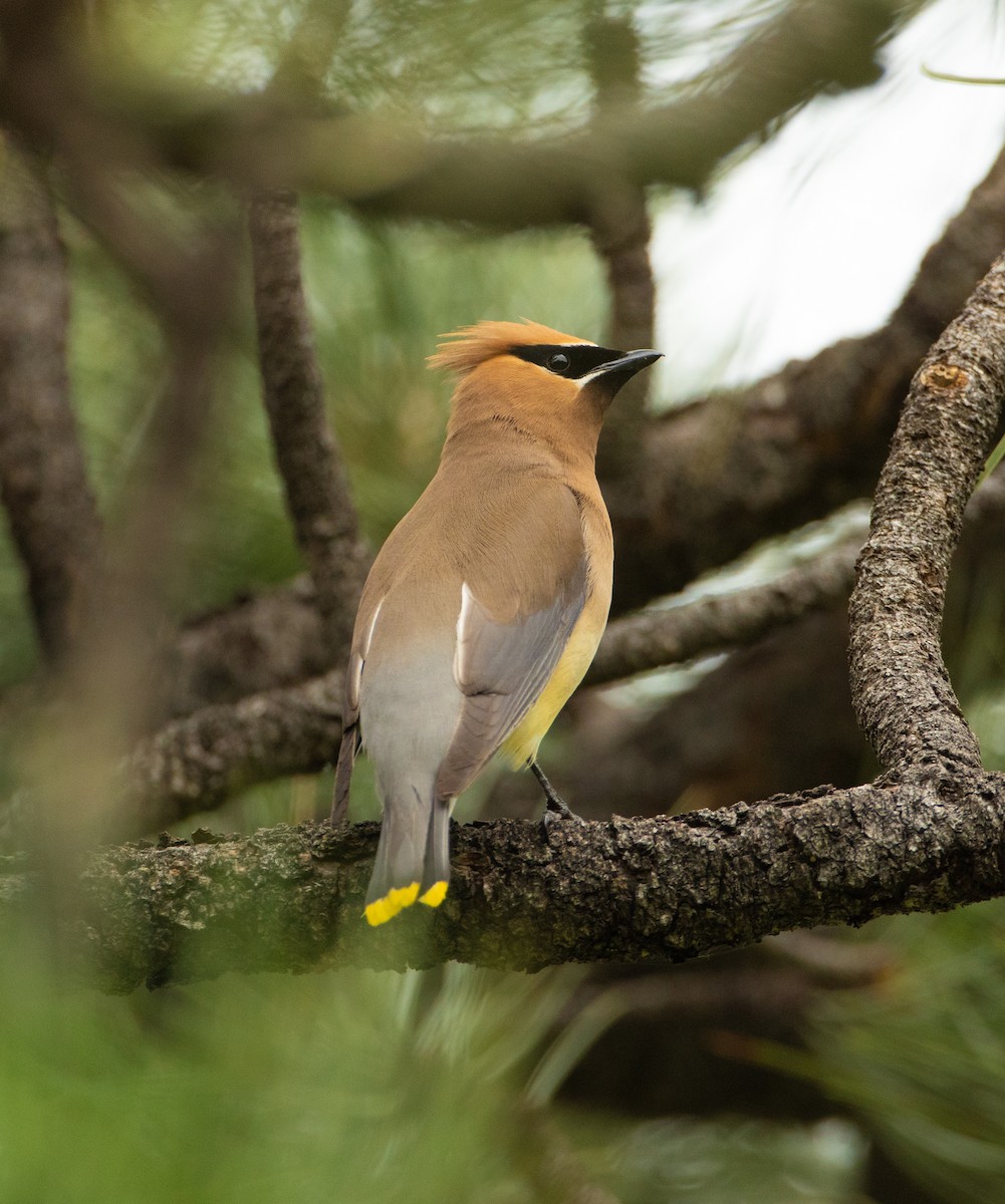 Cedar Waxwing - Wolfe R