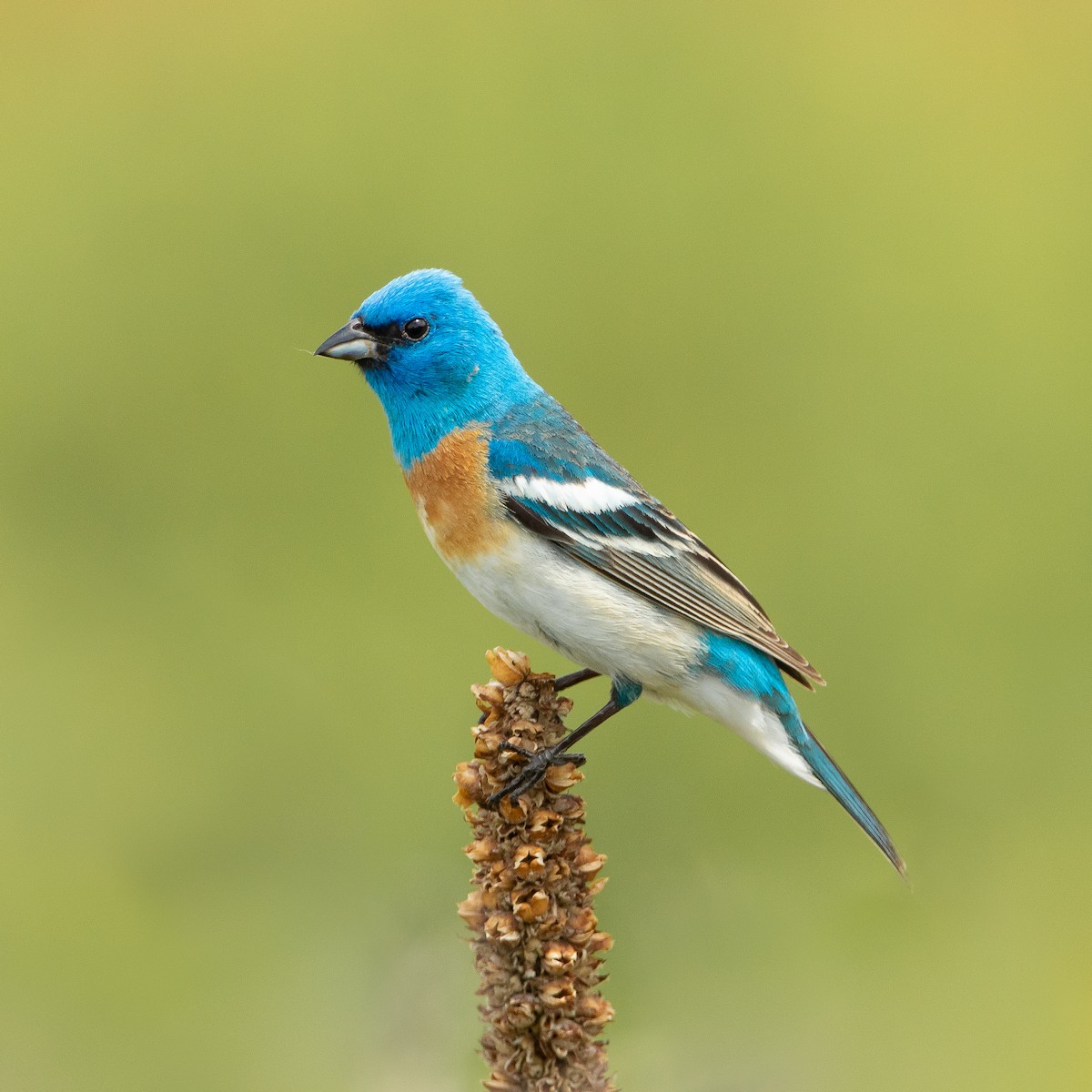 Lazuli Bunting - Wolfe R