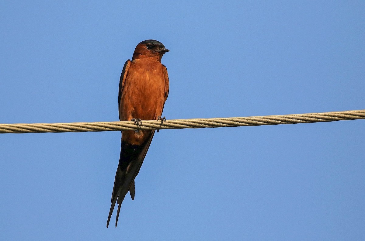 Rufous-bellied Swallow - Carlos Sanchez