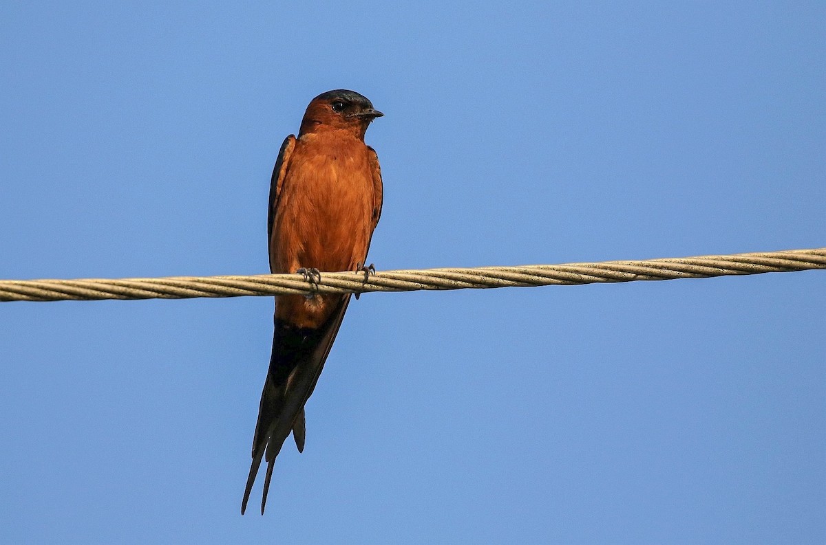 Rufous-bellied Swallow - ML167333911