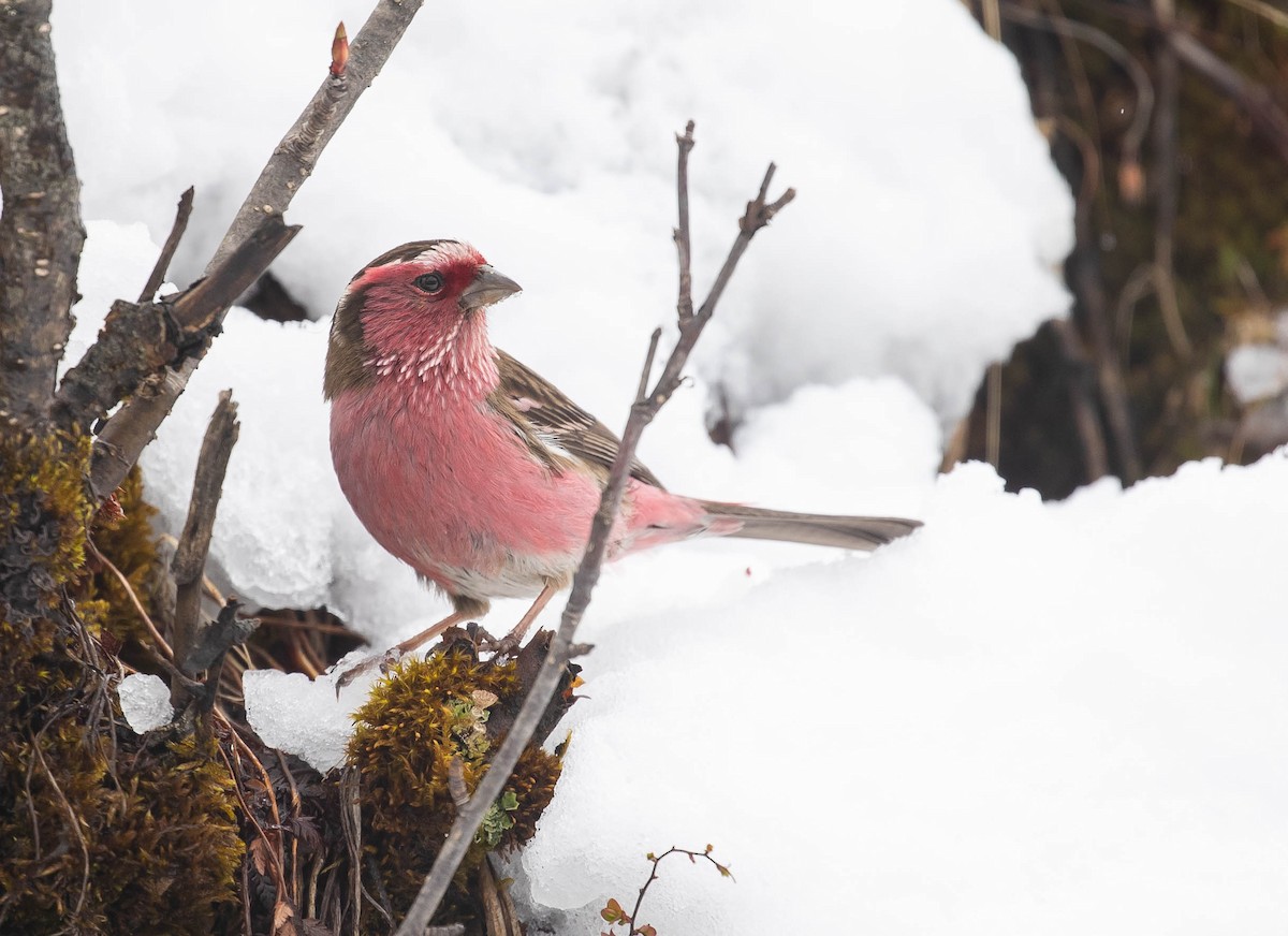 Chinese White-browed Rosefinch - ML167336671