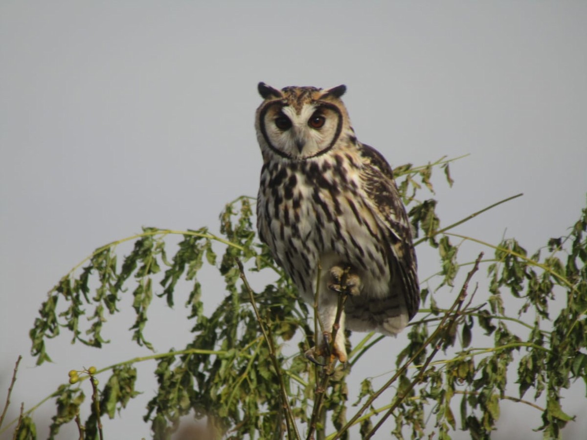 Striped Owl - ML167336961