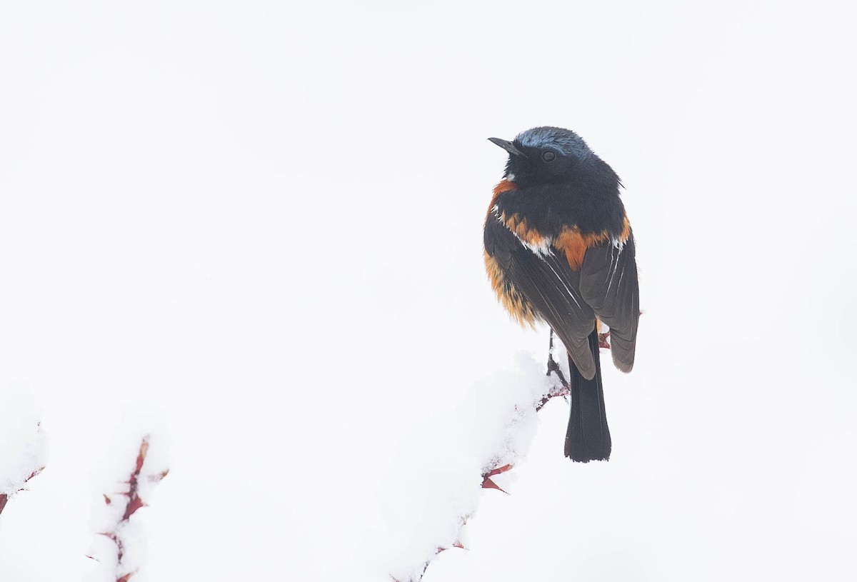 White-throated Redstart - Doug Gochfeld