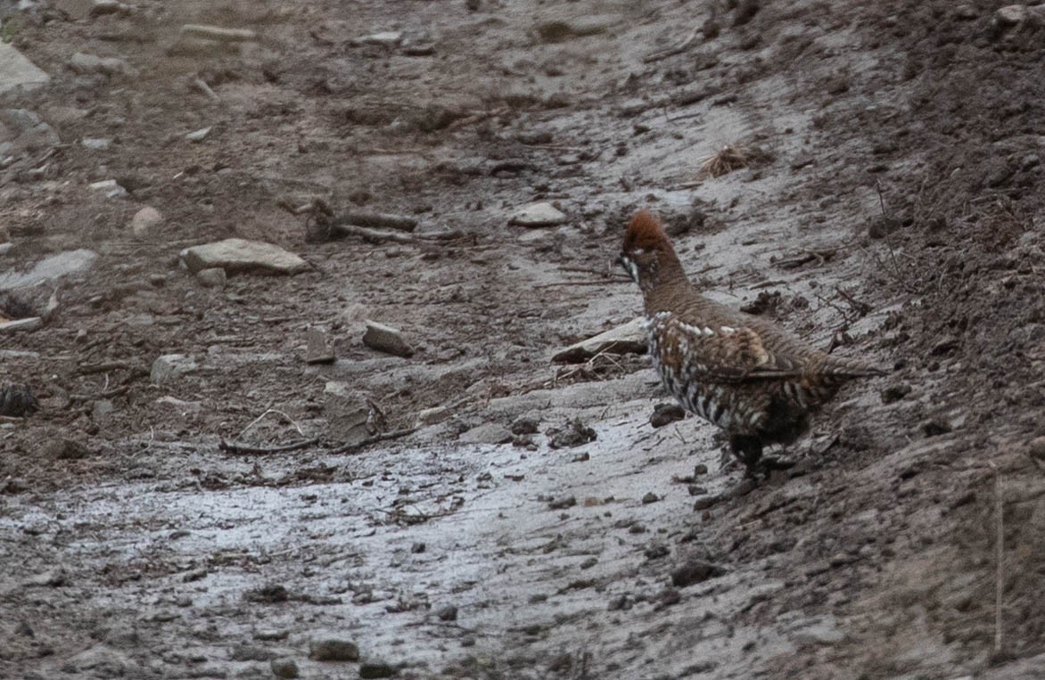 Severtzov's Grouse - ML167337521