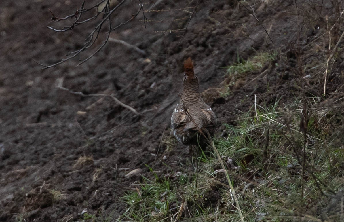 Severtzov's Grouse - Doug Gochfeld