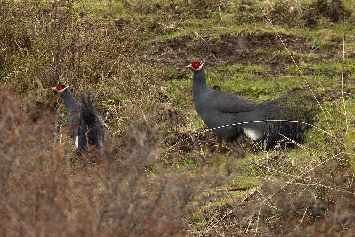 Blue Eared-Pheasant - ML167337661