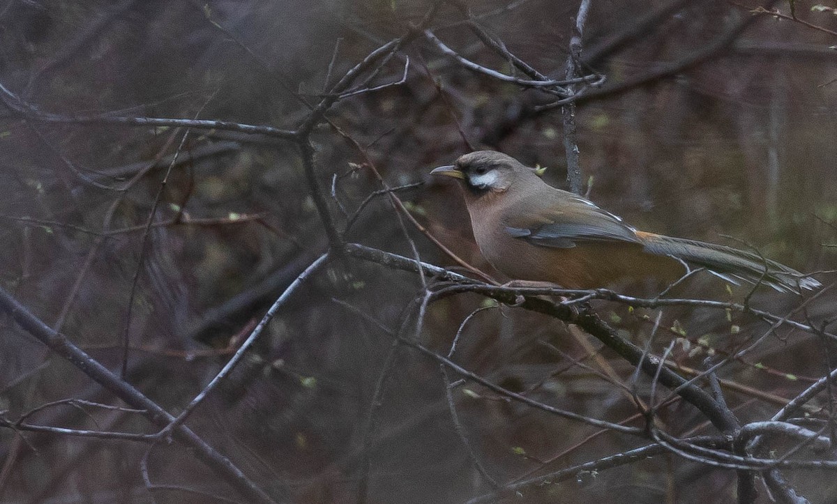 Snowy-cheeked Laughingthrush - ML167337731