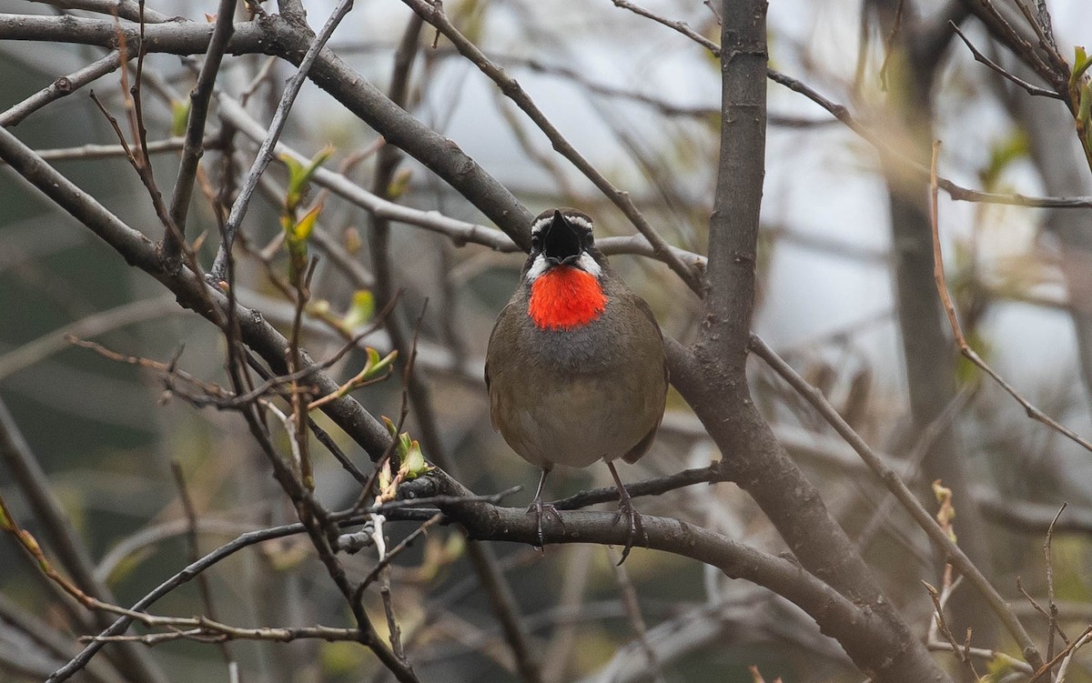 Siberian Rubythroat - ML167337781