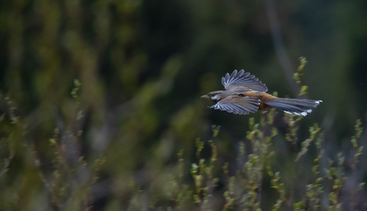 Snowy-cheeked Laughingthrush - ML167337961