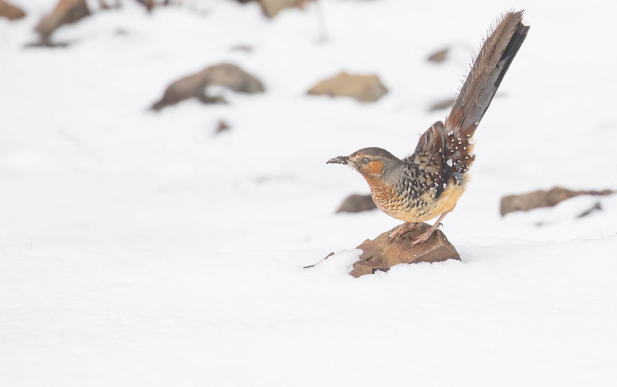 Giant Laughingthrush - ML167338391